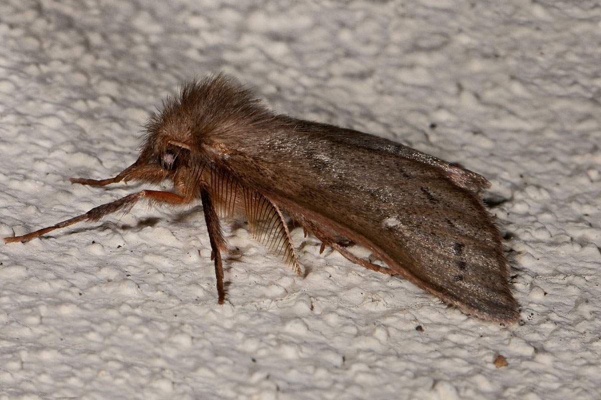 Erebidae Lymantriinae? S, Ocneria rubea